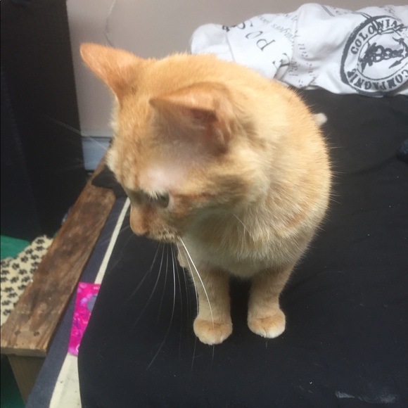 Meet your Posher, Sophia - Picture 1 of 1